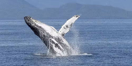 Yearning for a Better World - Earth Based Wisdom for Turbulent Times - Arakwal Country - Byron Bay