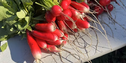 Growing a Local Food System: Annex Walking Tour
