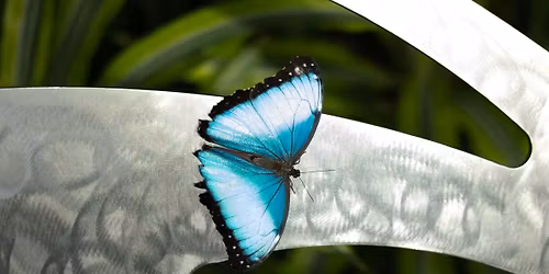 Butterfly House Photography:  All-day workshop