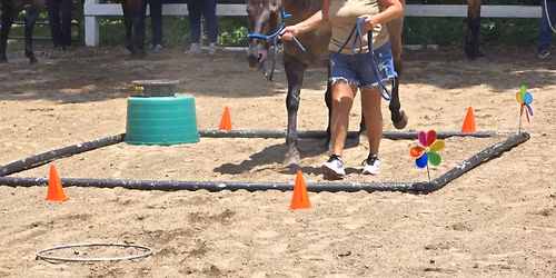 Rejuvenate & Create: Woman's Equine Focused Retreat