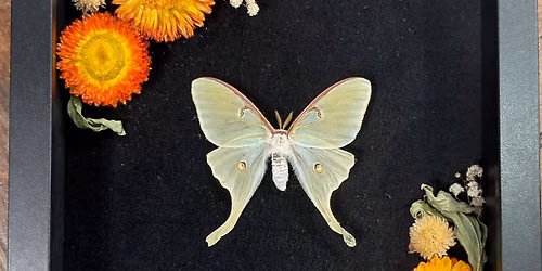 Luna Moth Shadowbox Workshop