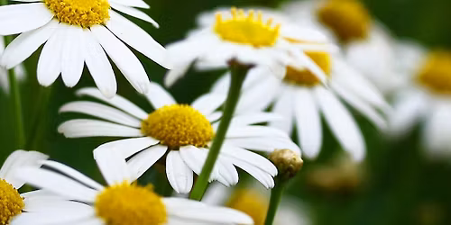 Foundations of Western Herbalism Program