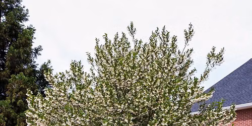 Tree and Shrub Planting and Maintenance 101 
