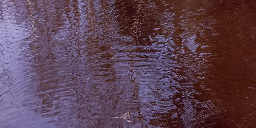 Avanti! -klubi: Emil Holmstr\u00f6m