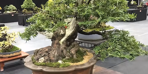 Golden Anniversary and Christmas Party