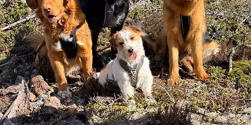 2Dogs- flokktur \/\/ Agria Hundepromenade