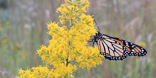 Nature's Rest Stops - Designing Gardens for Migrating Wildlife