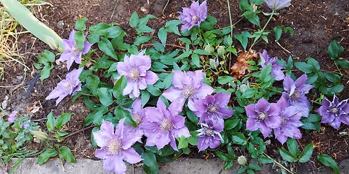 Ash Parish Garden Club