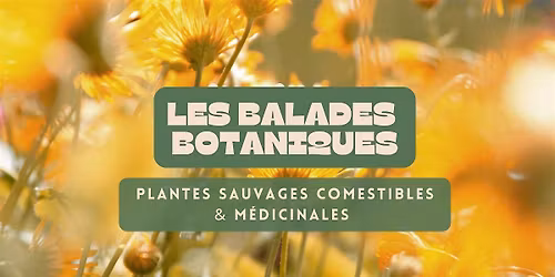 Balade botanique : Les plantes sauvages comestibles et m\u00e9dicinales