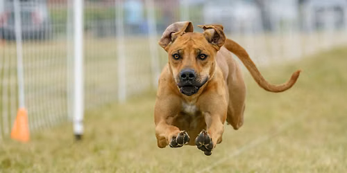 NWRRC FastCAT in conjunction with the HRKC all-breed show