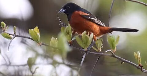 Bird Walk: Middlefork Savanna Forest Preserve