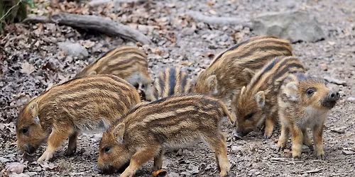 Exkursion: Der Wildschweinkindergarten