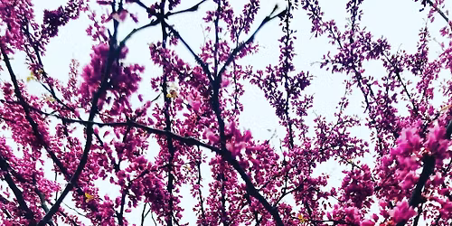 Intro into Mindfulness: A Four-Week Beginner\u2019s Course