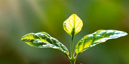  Chronic Illness & Chronic Pain Monthly Support Group