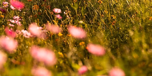 Spring in Bloom at Parker Flower Farms \ud83c\udf3b