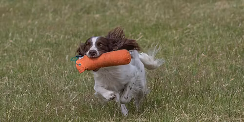 Derbyshire County Show - Scurries & displays