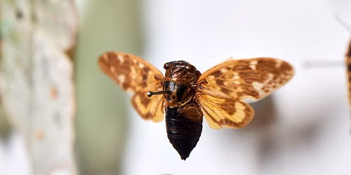 Pin It! Insects