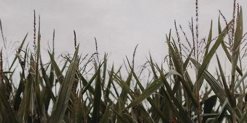 Rootstown Barn -Van Tastik