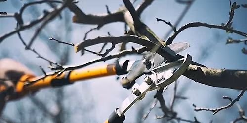 Winter Fruit Tree Pruning