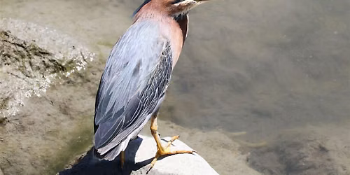 Who\u2019s that Bird? Birdwatching Hike - Coyote Point Marina and Shoreline
