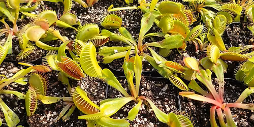 Carnivorous Plant Pop Up with Patrick Treece!