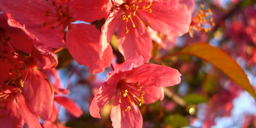 Spring Women\u2019s  brunch 