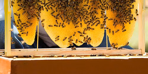 Backyard Beekeeping - Part 6. Benefits for the backyard beekeeper
