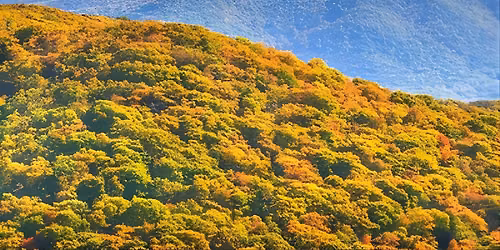 Half-Day Wine Tastings in the North Georgia Mountains  (Atlanta) Tickets