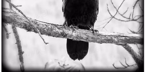 Animal Spirit Allies, Totems, Fetches, and Familiars