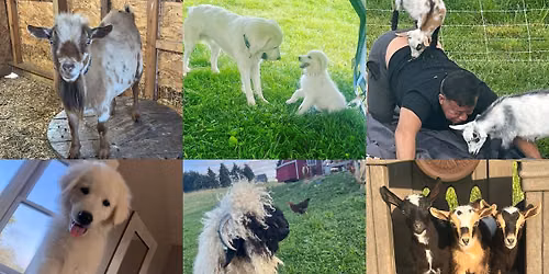Goat Yoga At EastView Mall!