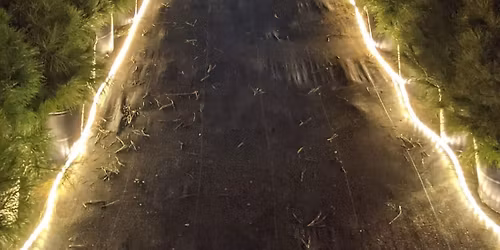 \ud83c\udf84 The Great Christmas Tree Games \u2014 Bowl \u2022 Detect \u2022 Win!