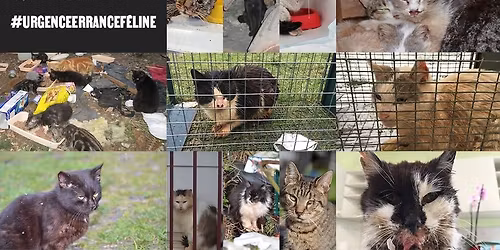 Toulouse - #UrgenceErranceF\u00e9line