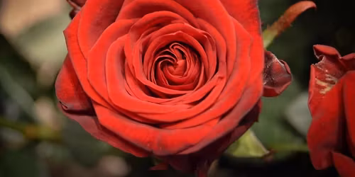 Baroness Elspeth Memorial Rose Tourney