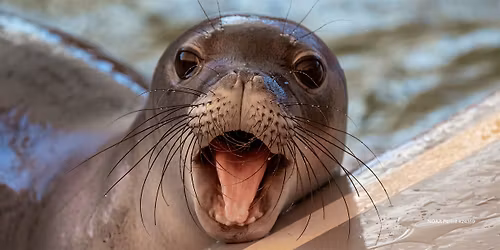 The Marine Mammal Center Presents: Ke Kai Ola Open House Series