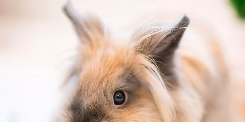 Mother's Day Power Yoga with Bunnies