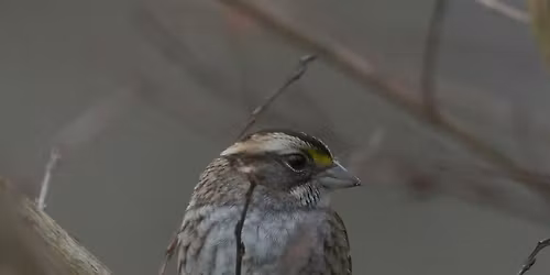 Shorts: Bird Stories