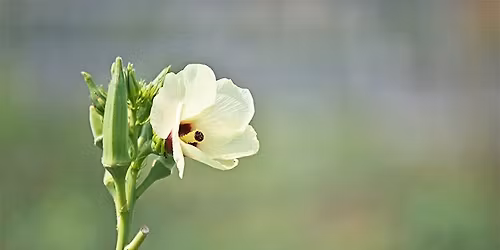 Beal Botanical Garden Tour: Botany by Bethany