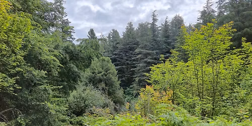Forest Bathing