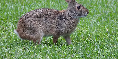 Wildlife Wednesday -- Swamp Rabbit (Sylvilagus aquaticus) 