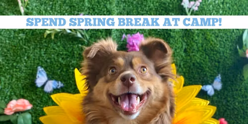 Spring Break @ Camp Bow Wow Cary