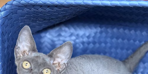 Hoosier Hissers Cat Show