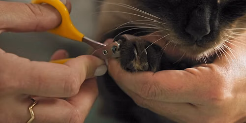 Toenail Trimming at Cat Nap Lodge Richland
