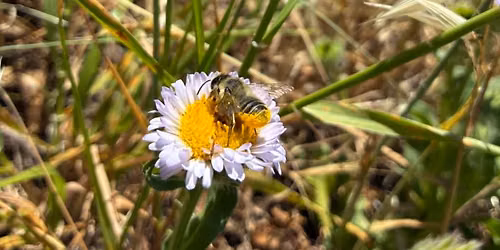 Find Your Biobliss: Beeing in Nature