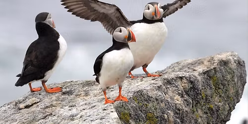 Saving Birds to Save the Planet