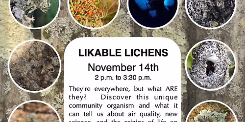 Likable Lichens