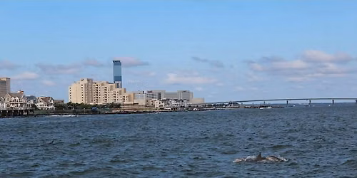 Dophin Cruise with Atlantic City Cruises and Heart of Surfing