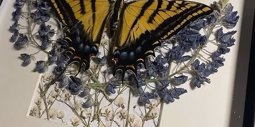 Butterfly Shadow Box craft class- $40\/pp