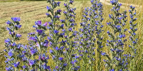 Staudeng\u00e4rtnerei Triftern