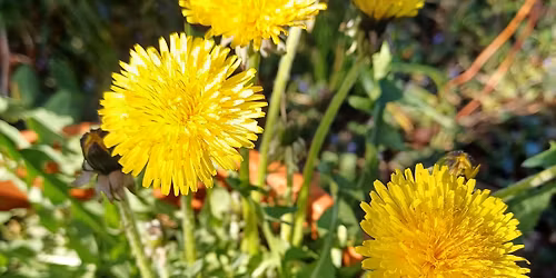Paardenbloemen-workshop