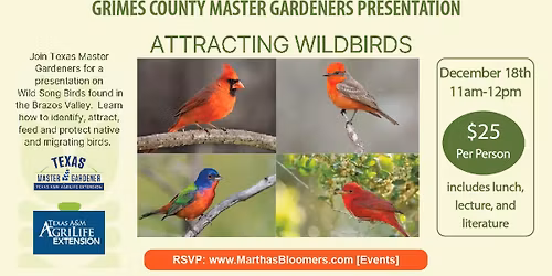 Attracting Wild Birds